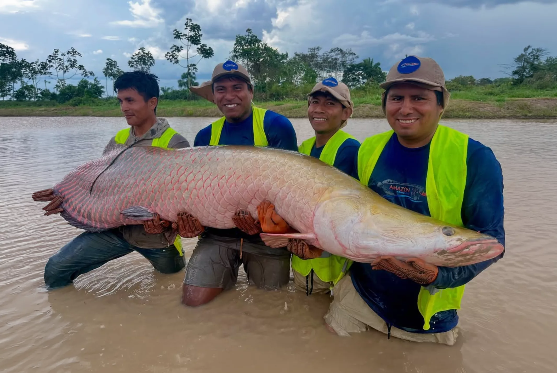Amazonian Reserve for distributors